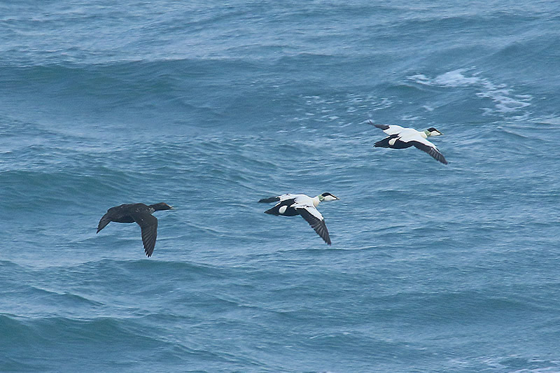 Common Eider by Mick Dryden