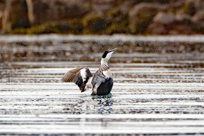 Eider by Alan Modral