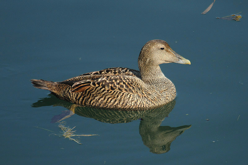 Common Eider by Mick Dryden