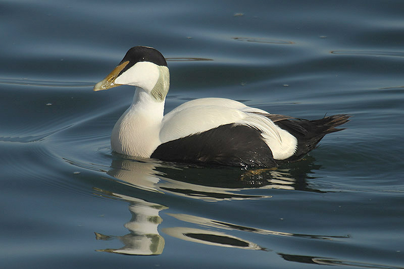 Common Eider by Mick Dryden