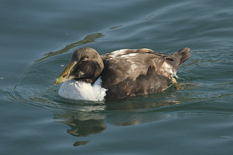 Common Eider by Mick Dryden