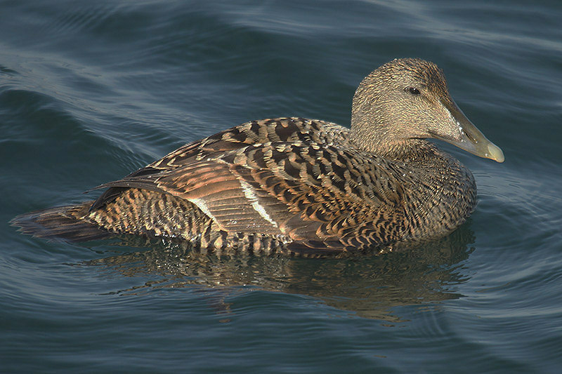 Common Eider by Mick Dryden