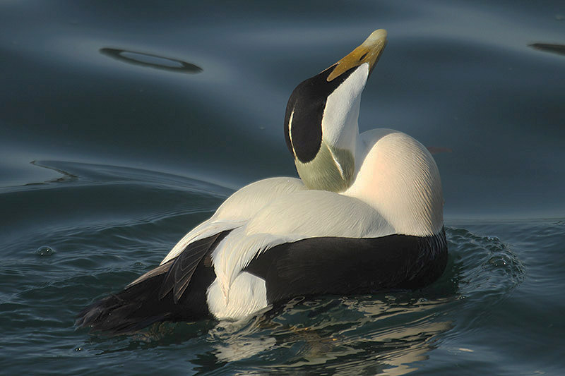 Common Eider by Mick Dryden