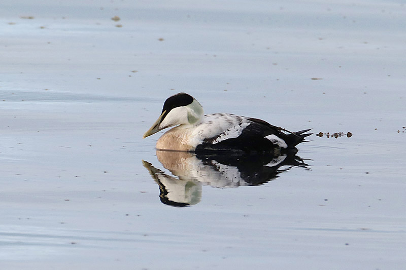 Eider by Alan Modral