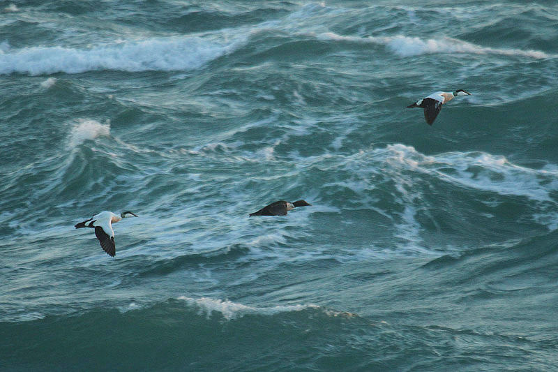 Common Eider by Mick Dryden