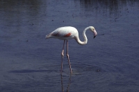 Greater Flamingo by Mick Dryden