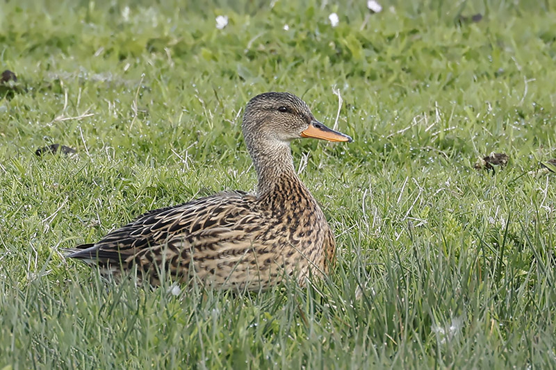 Gadwall by Mick Dryden