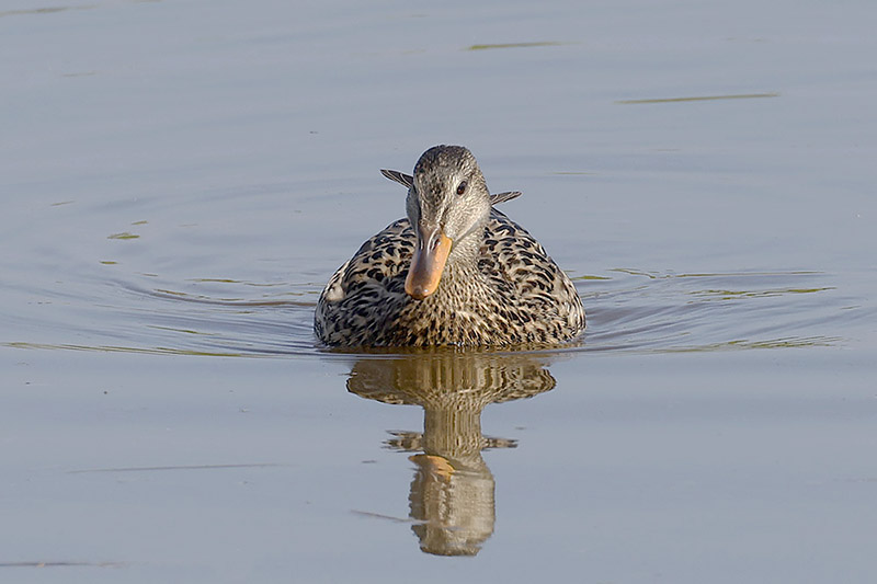 Gadwall by Mick Dryden