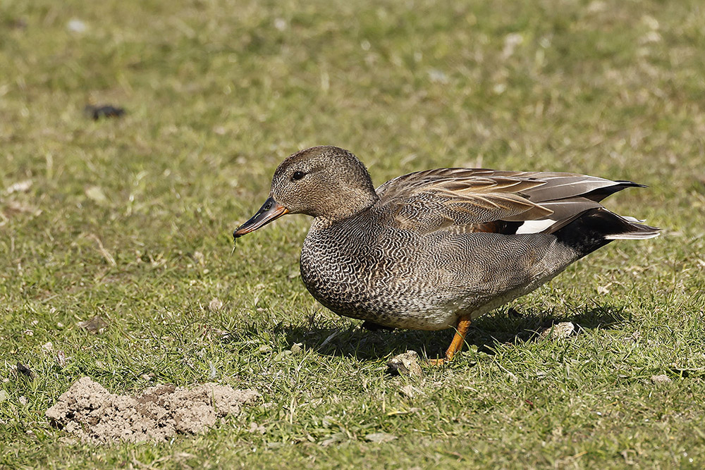 Gadwall by Mick Dryden