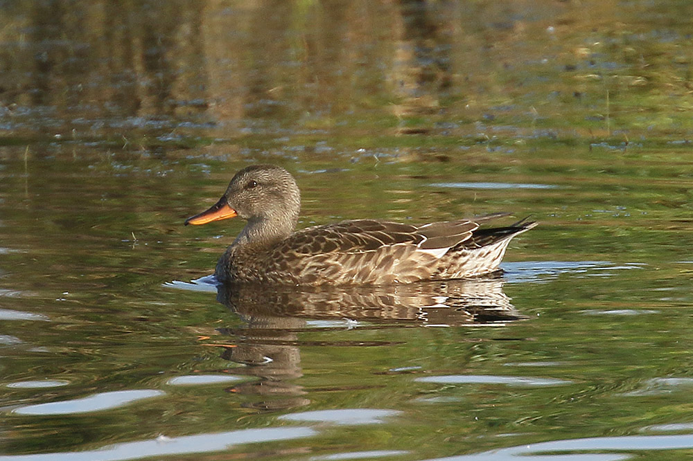 Gadwall by Mick Dryden