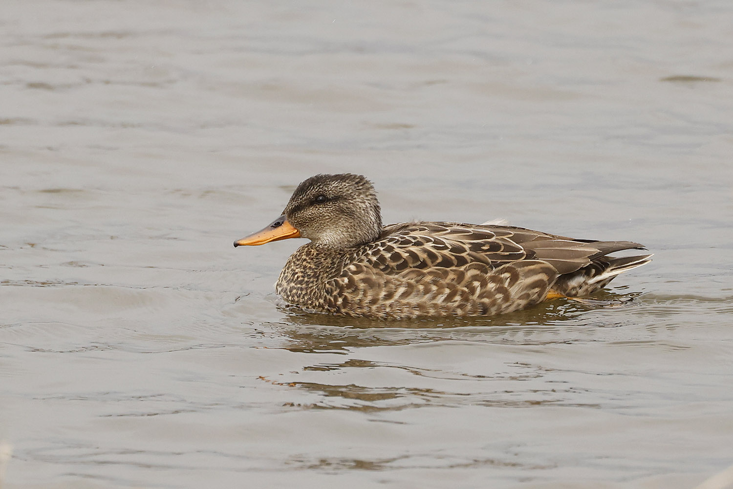 Gadwall by Mick Dryden