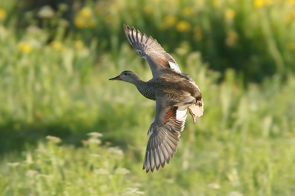 Gadwall by Mick Dryden