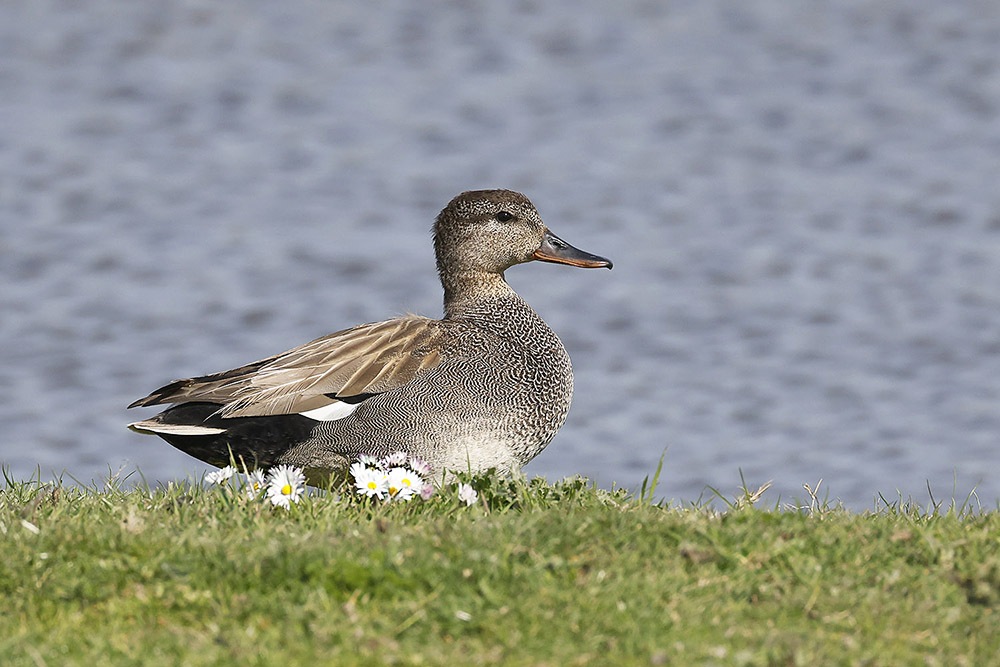 Gadwall by Mick Dryden