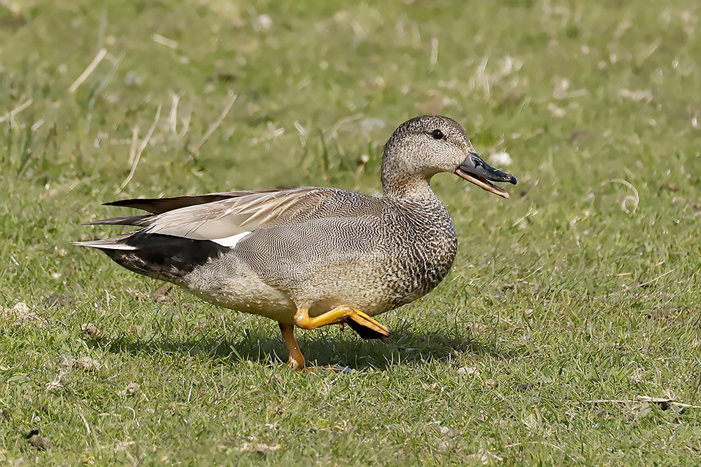 Gadwall by Mick Dryden