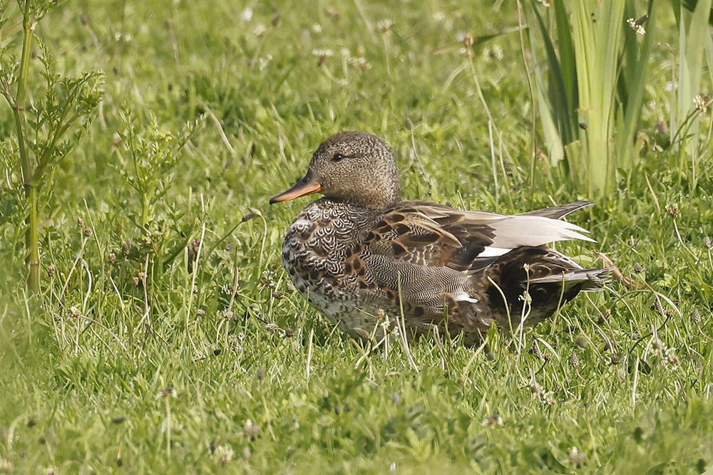 Gadwall by Mick Dryden