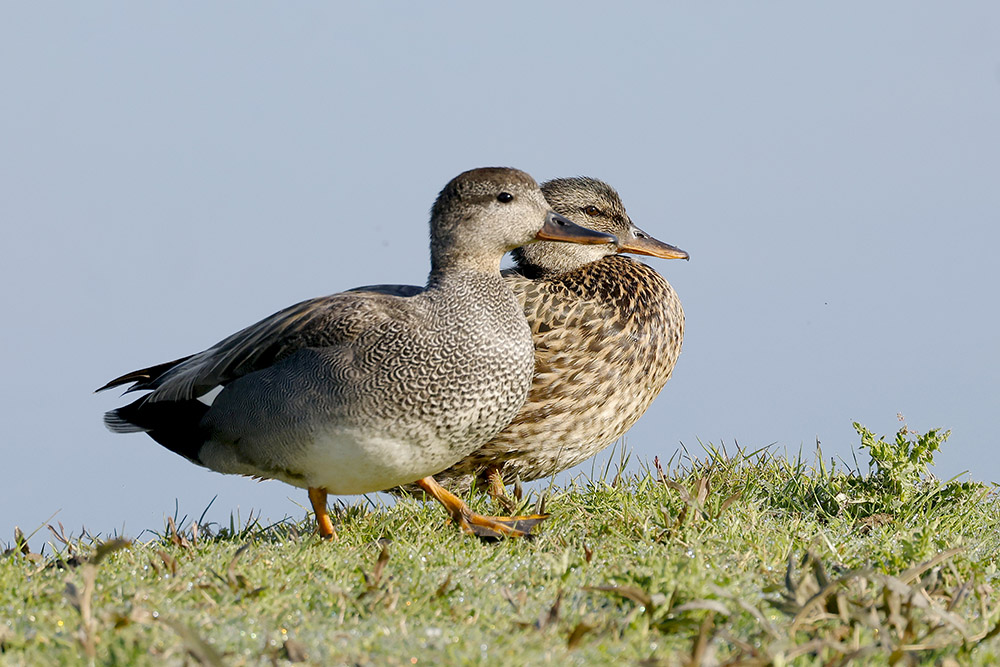 Gadwall by Mick Dryden