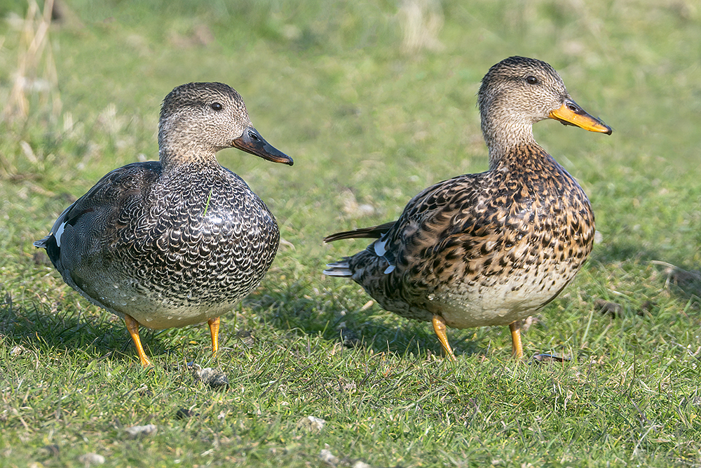 Gadwall by Romano da Costa