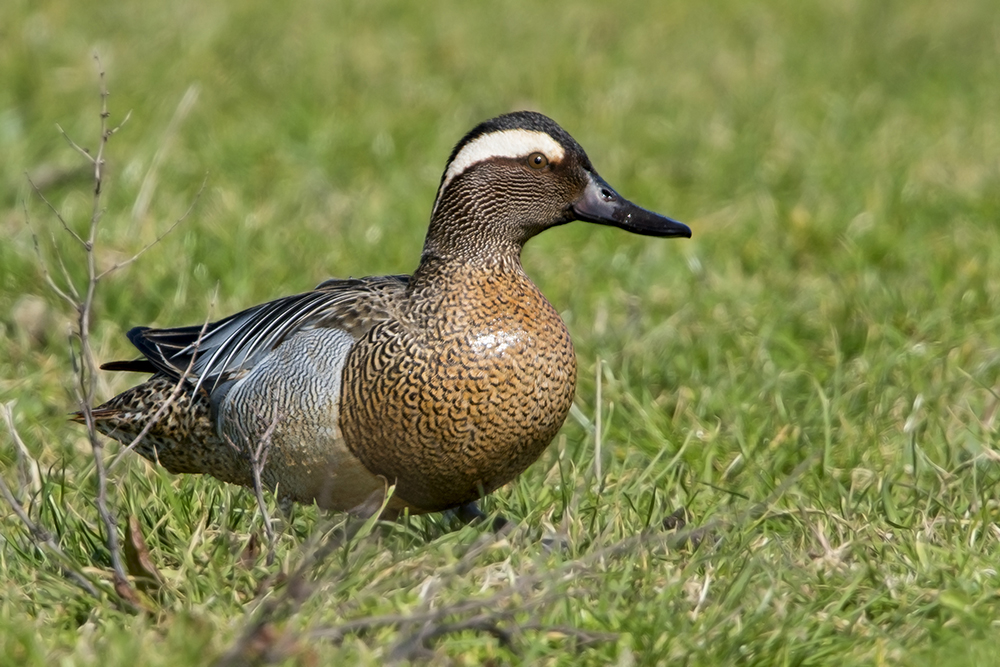 Garganey by Romano da Costa