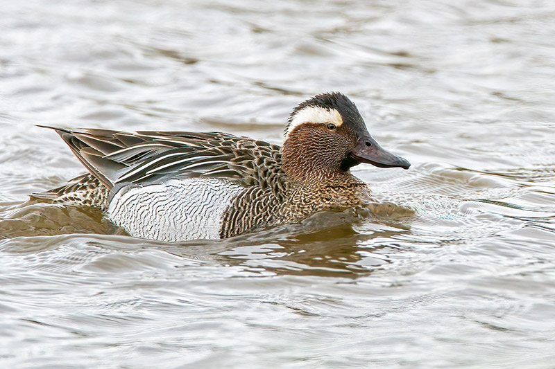 Garganey by Romano da Costa