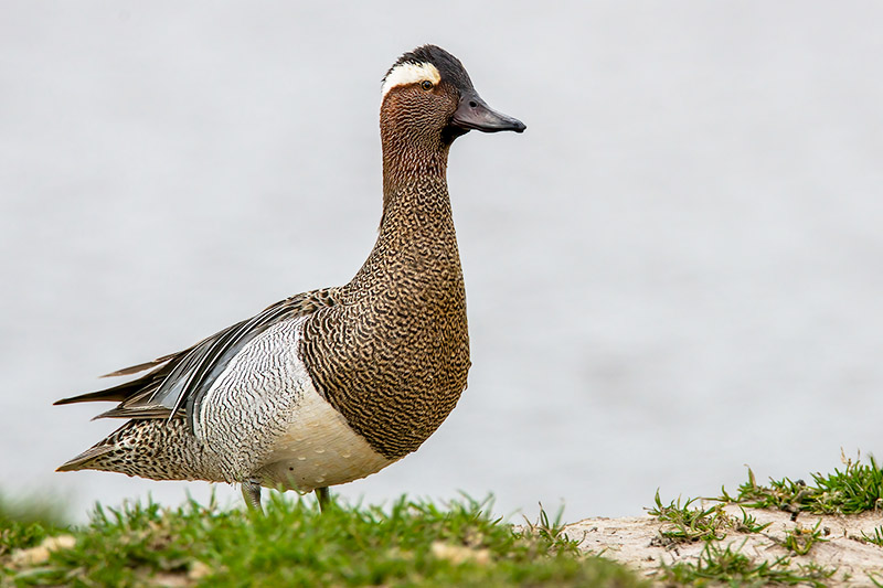 Garganey by Romano da Costa