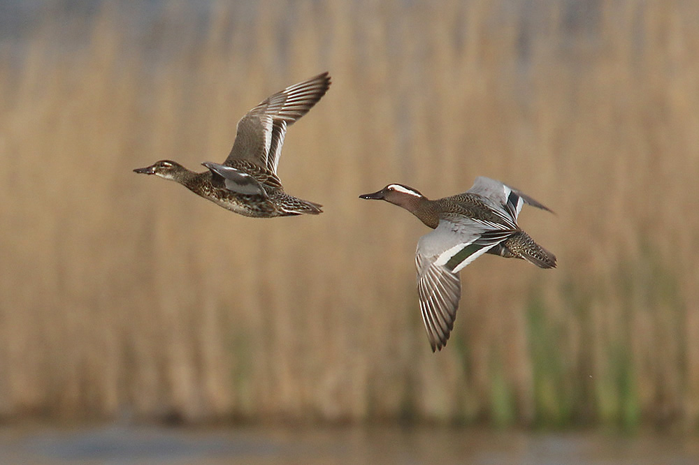 Garganey by Mick Dryden