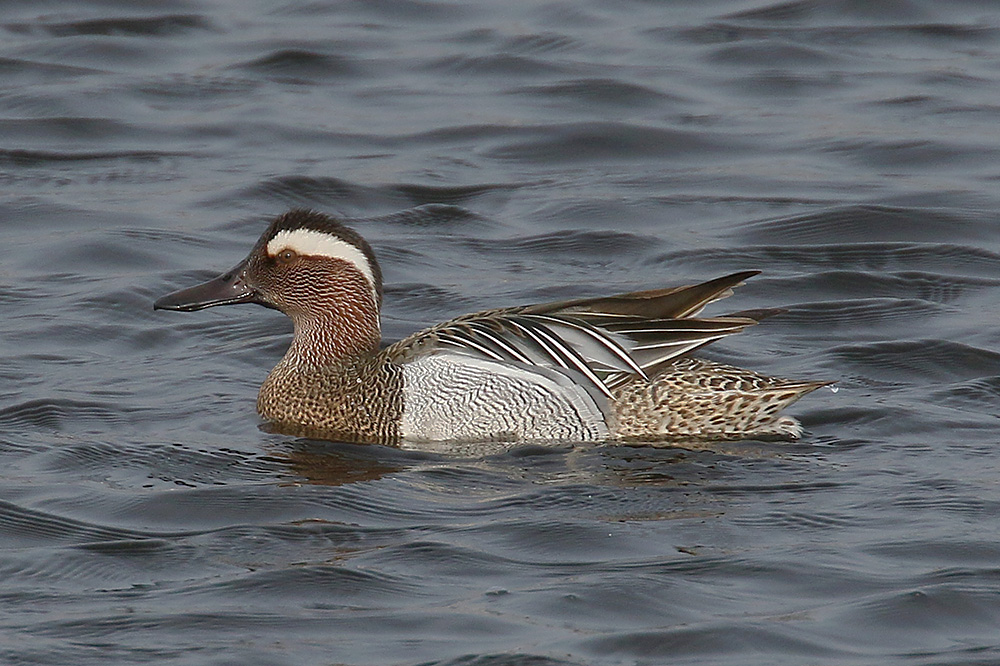 Garganey by Mick Dryden