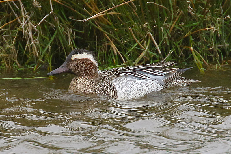 Garganey by Mick Dryden