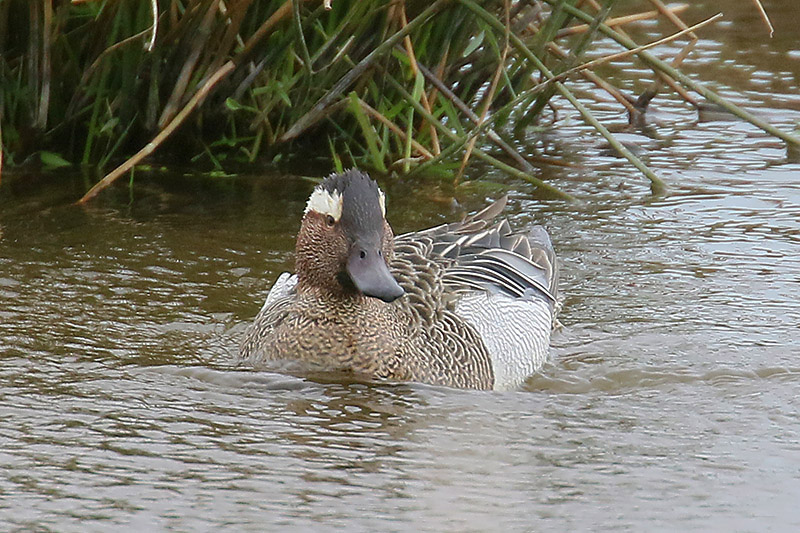 Garganey by Mick Dryden