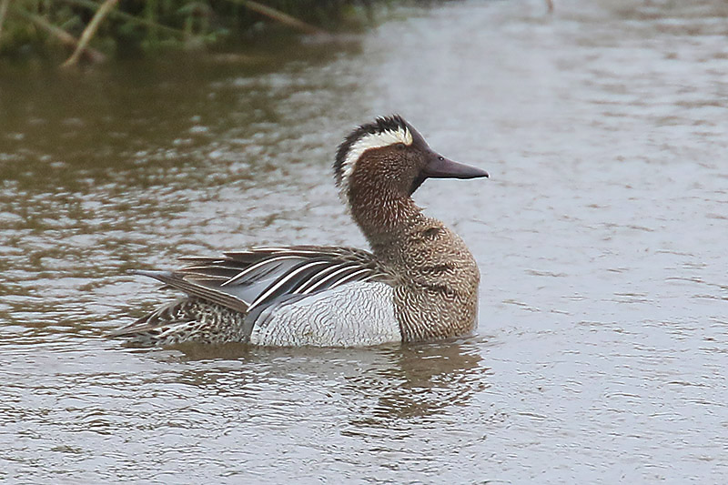 Garganey by Mick Dryden