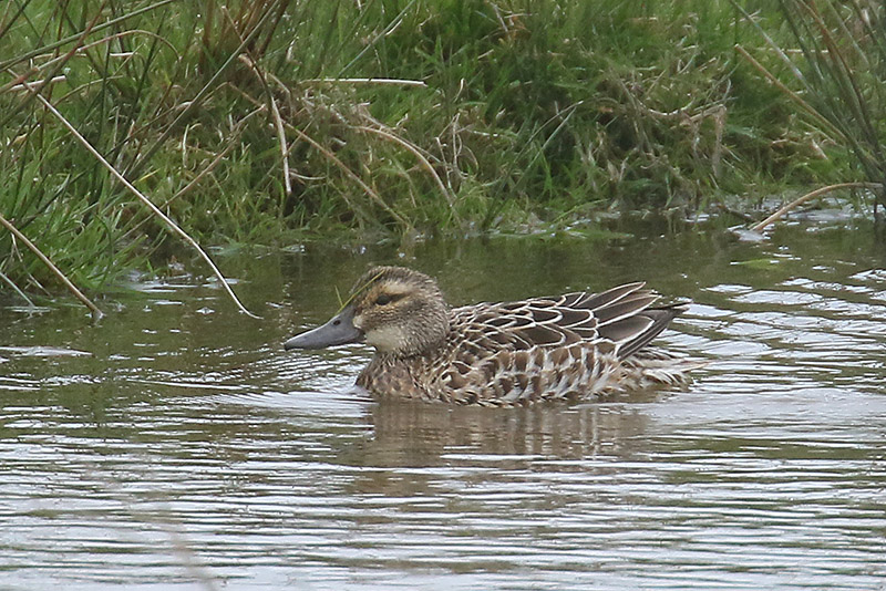 Garganey by Mick Dryden