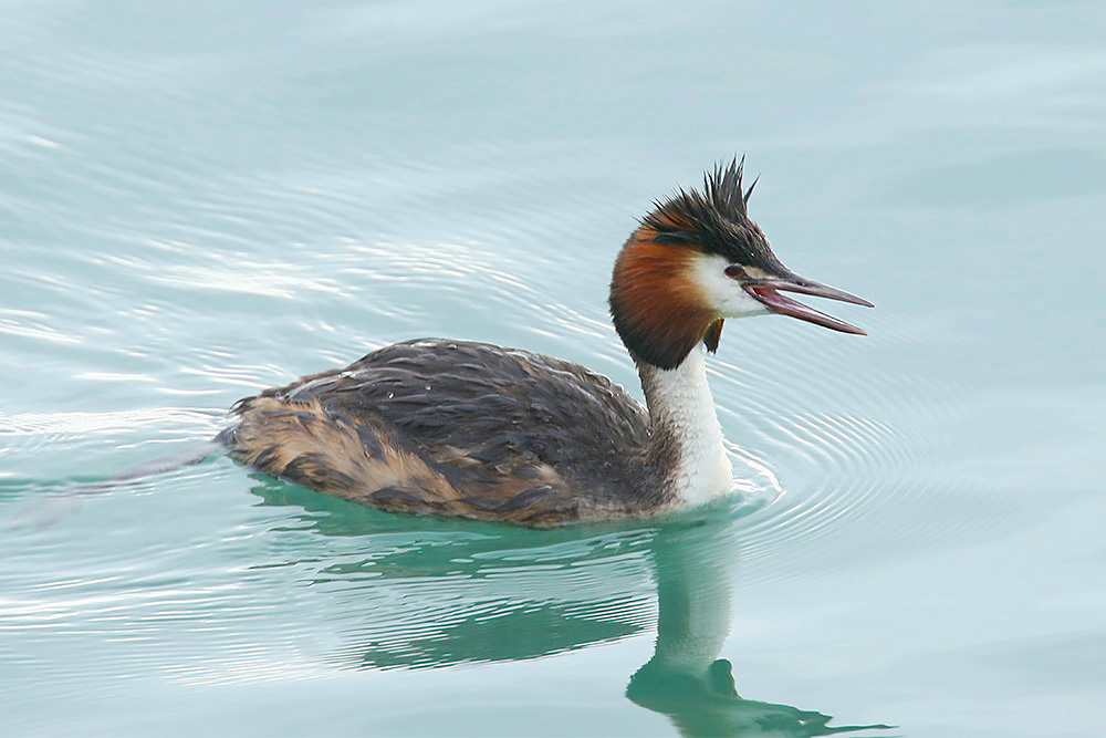 Great Crested Grebe by Mick Dryden
