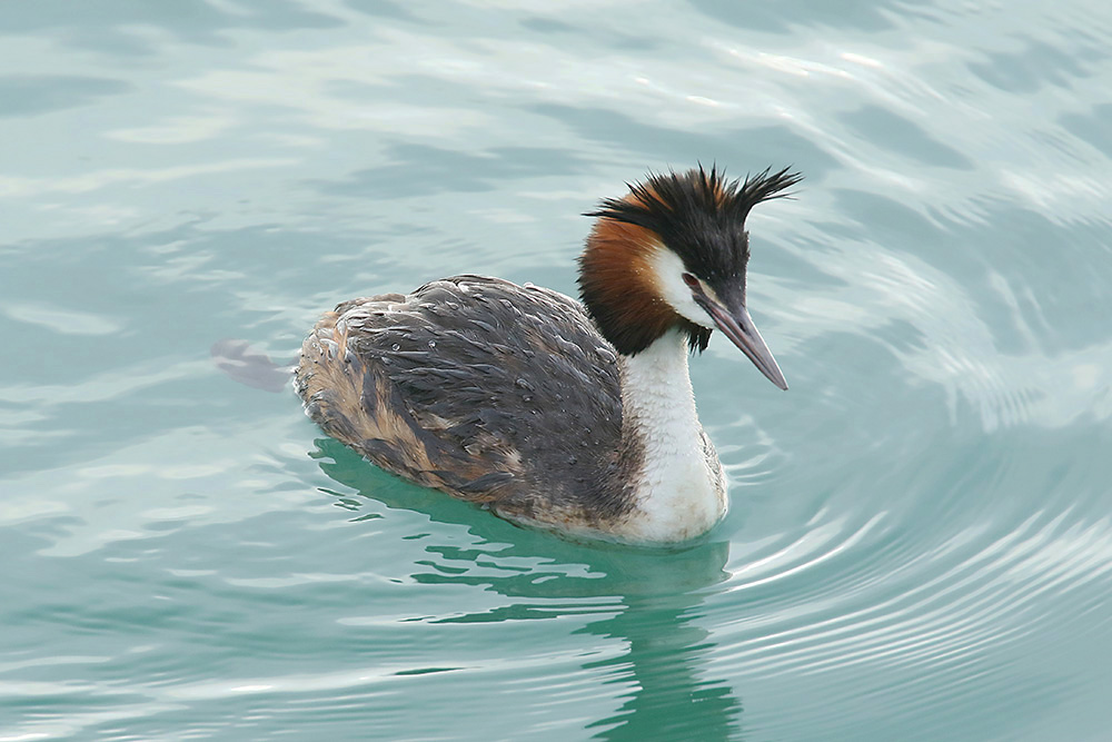 Great Crested Grebe by Mick Dryden