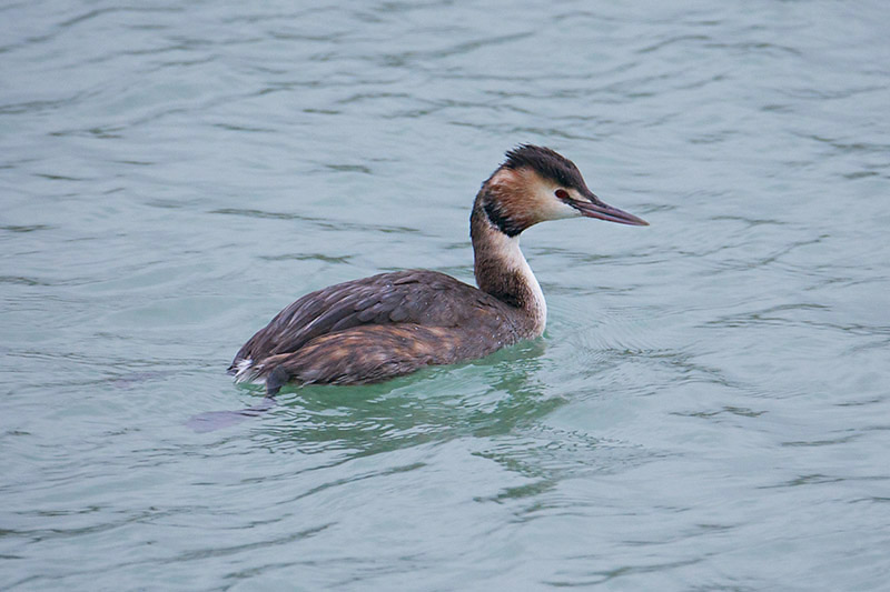 Great Crested Grebe by Paul Marshall