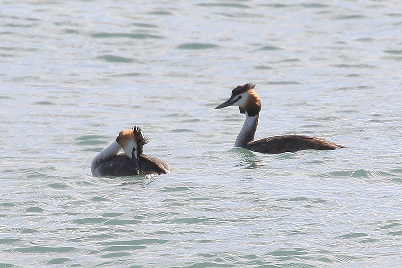Great Crested Grebe by Mick Dryden