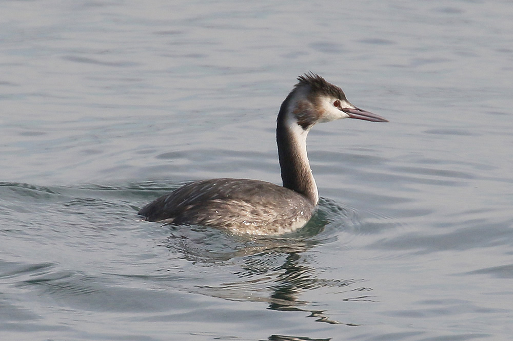 Great Crested Grebe by Mick Dryden