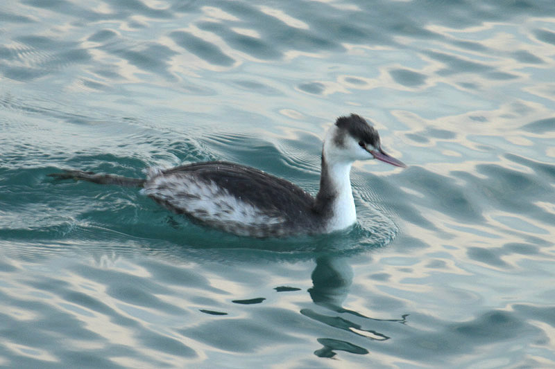 Great Crested Grebe by Mick Dryden