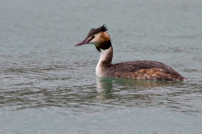 Great Crested Grebe by Romano da Costa