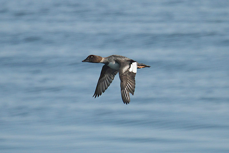 Common Goldeneye by Mick Dryden