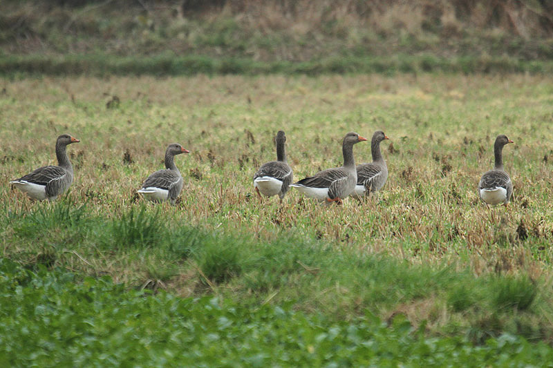 Greylags by Mick Dryden