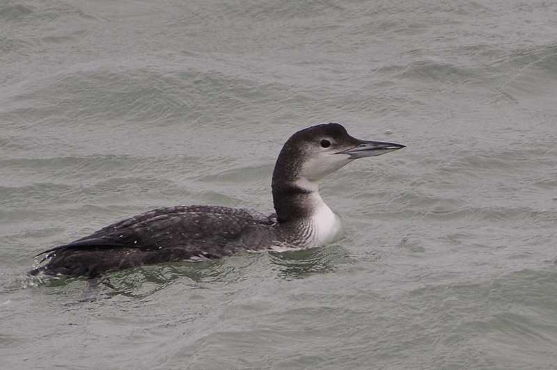 Great Northern Diver by Alan Gicquel