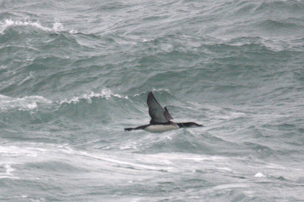 Great Northern Diver by Mick Dryden