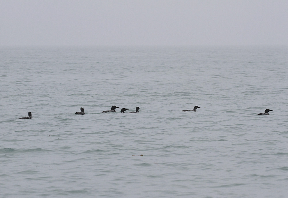 Great Northern Divers by Richard Gillam