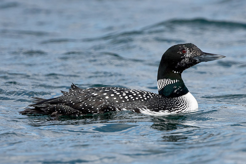 Great Northern Diver by Romano da Costa