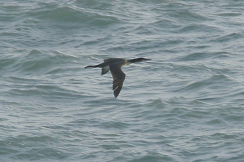 Great Northern Diver by Mick Dryden