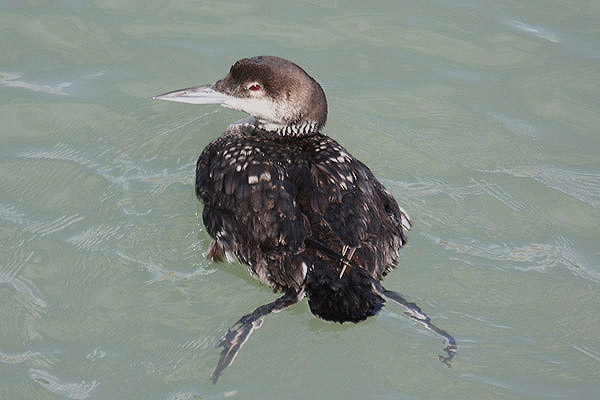 Great Northern Diver by Mick Dryden