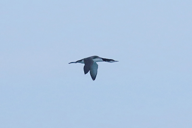 Great Northern Diver by Mick Dryden