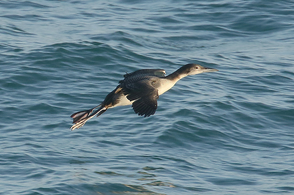 Great Northern Diver by Mick Dryden