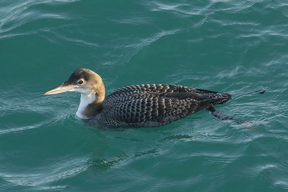 Great Northern Diver by Mick Dryden