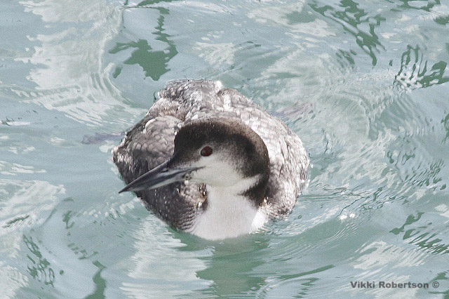 Great Northern Diver by Vikki Robertson