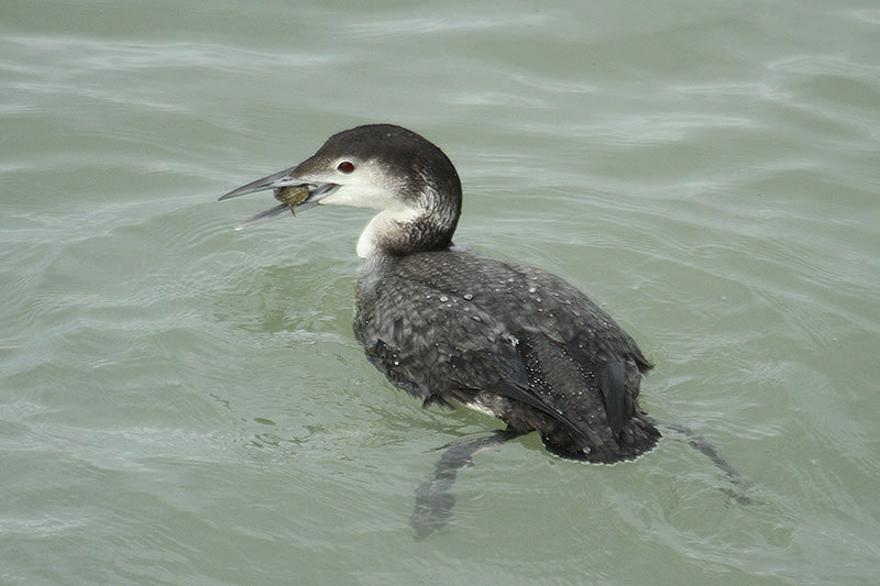 Great Northern Diver by Mick Dryden